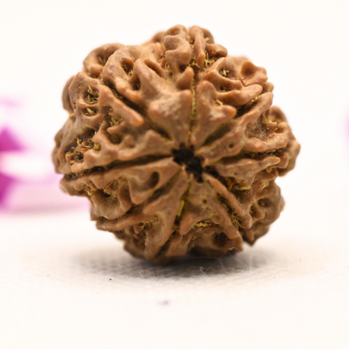 8 Mukhi Nepali Rudraksha - Large