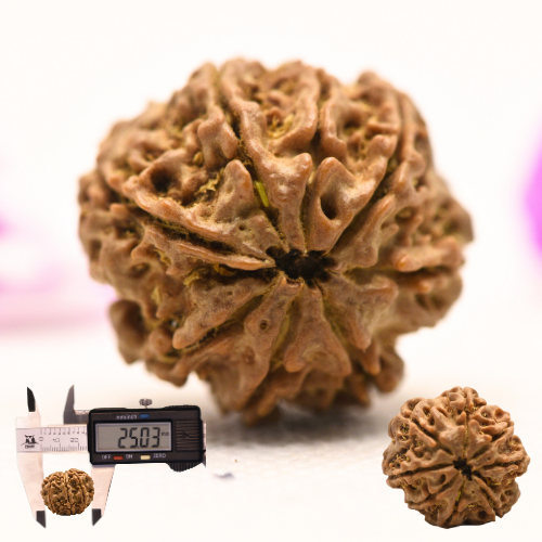 8 Mukhi Nepali Rudraksha - Large