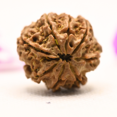 8 Mukhi Nepali Rudraksha - Large