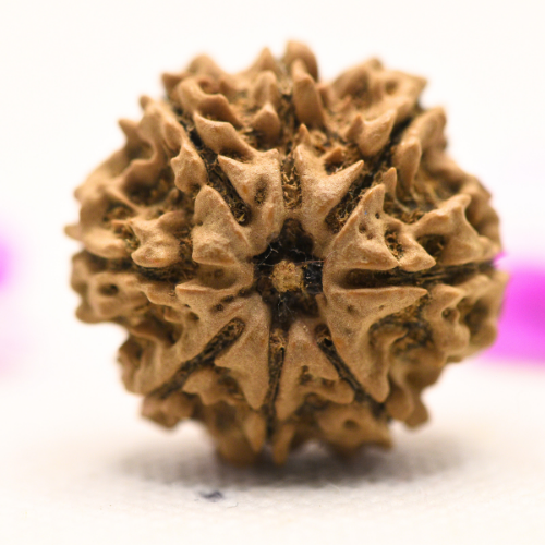 8 Mukhi Nepali Rudraksha - Large