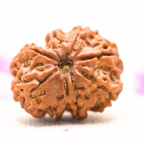 8 Mukhi Nepali Rudraksha - Large