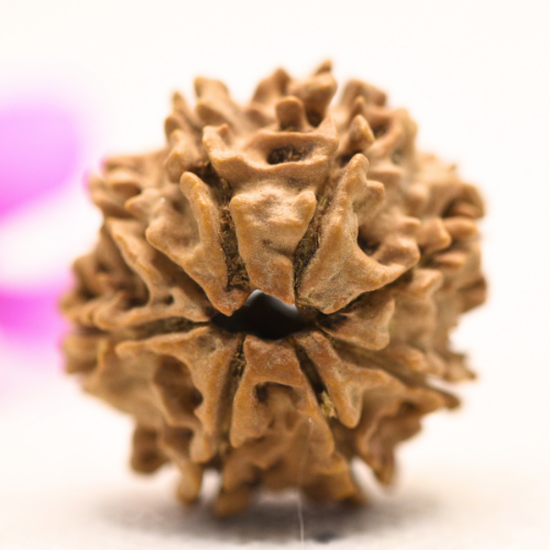 8 Mukhi Nepali Rudraksha - Large
