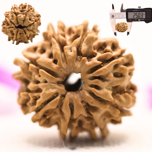 8 Mukhi Nepali Rudraksha - Large
