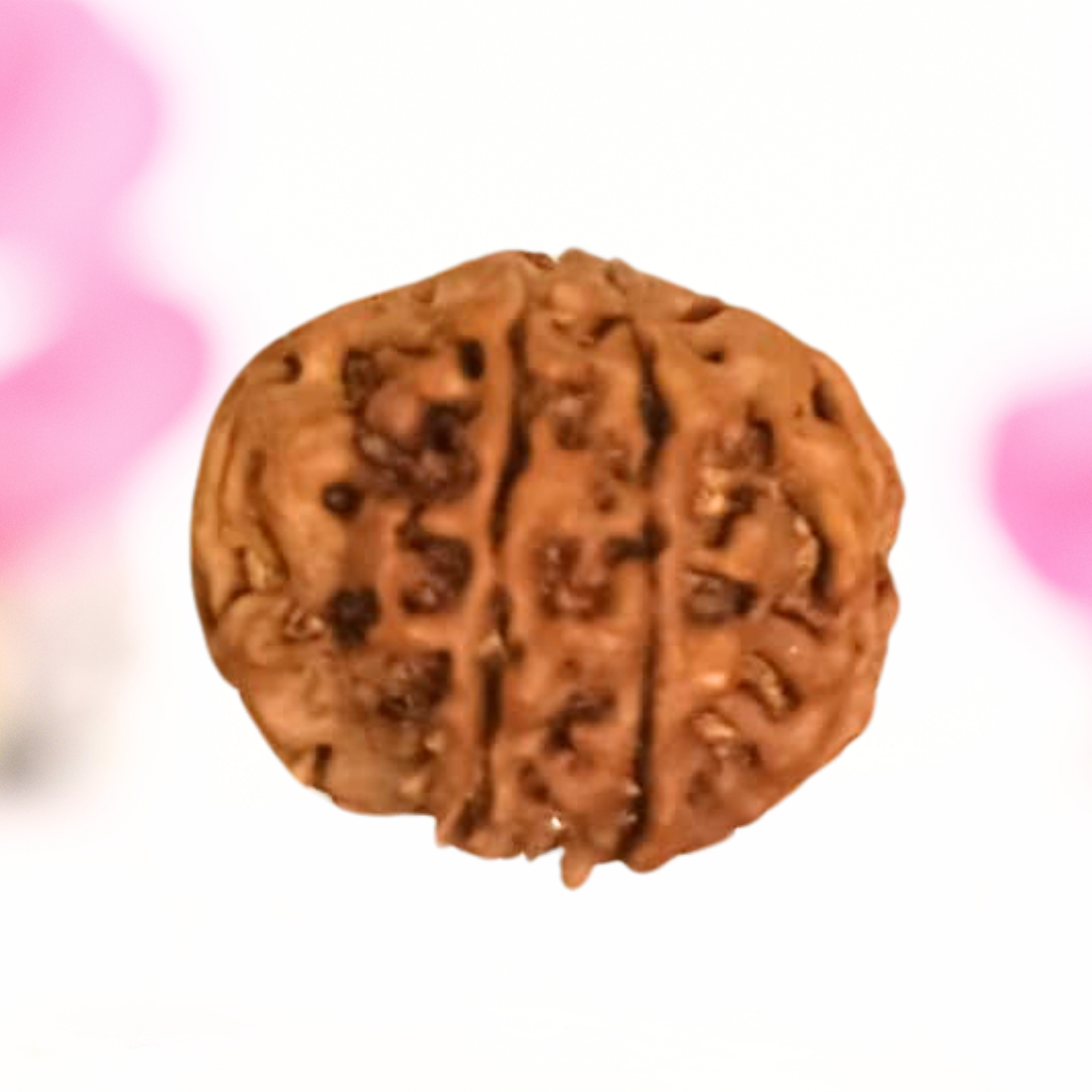 8 Mukhi Nepali Rudraksha - Large
