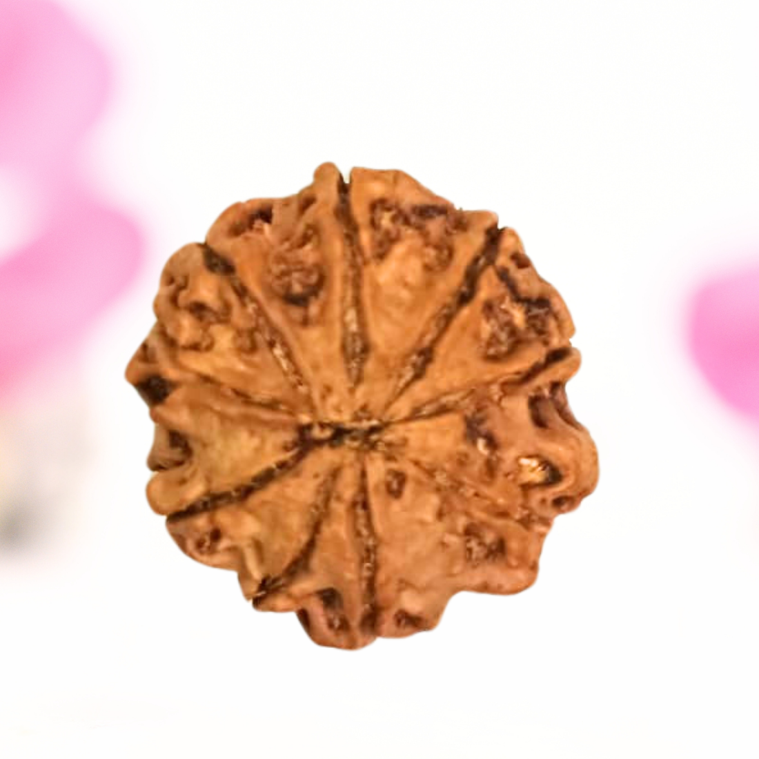 8 Mukhi Nepali Rudraksha - Large
