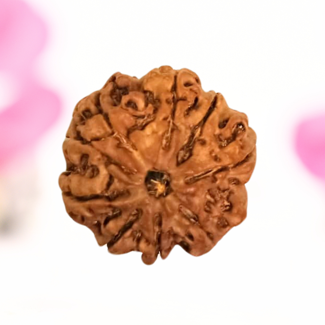 8 Mukhi Nepali Rudraksha - Large