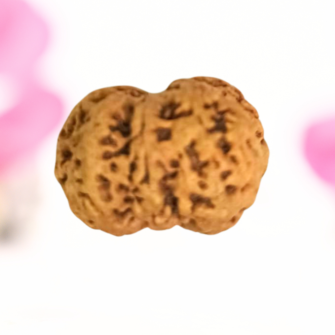 8 Mukhi Nepali Rudraksha - Large