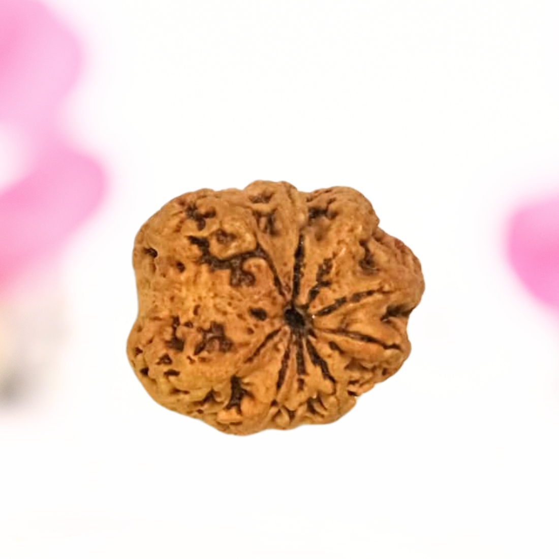 8 Mukhi Nepali Rudraksha - Large