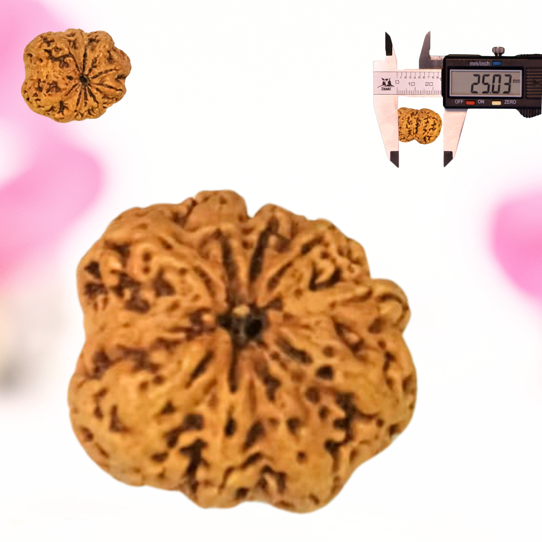 8 Mukhi Nepali Rudraksha - Large