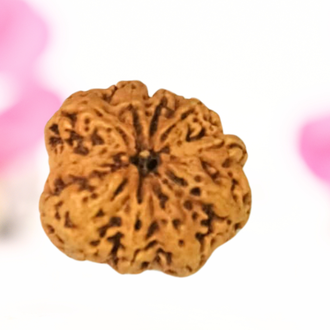 8 Mukhi Nepali Rudraksha - Large