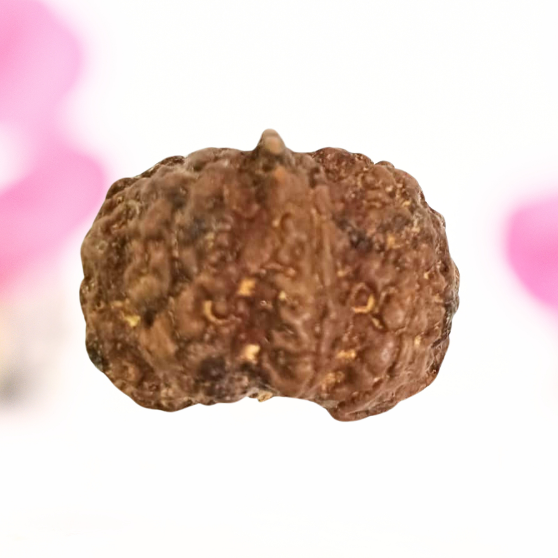 8 Mukhi Nepali Rudraksha - Large