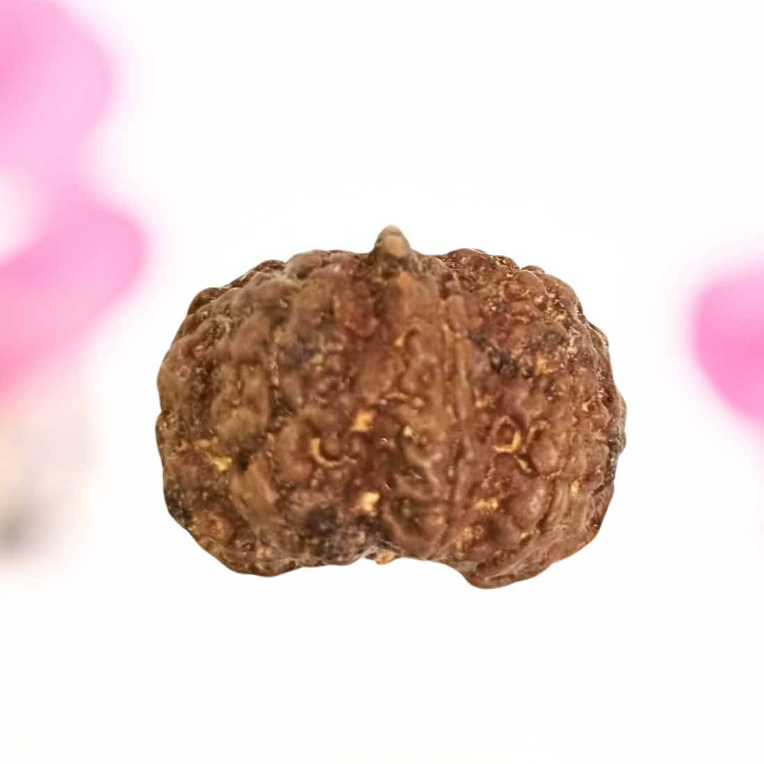 8 Mukhi Nepali Rudraksha - Large