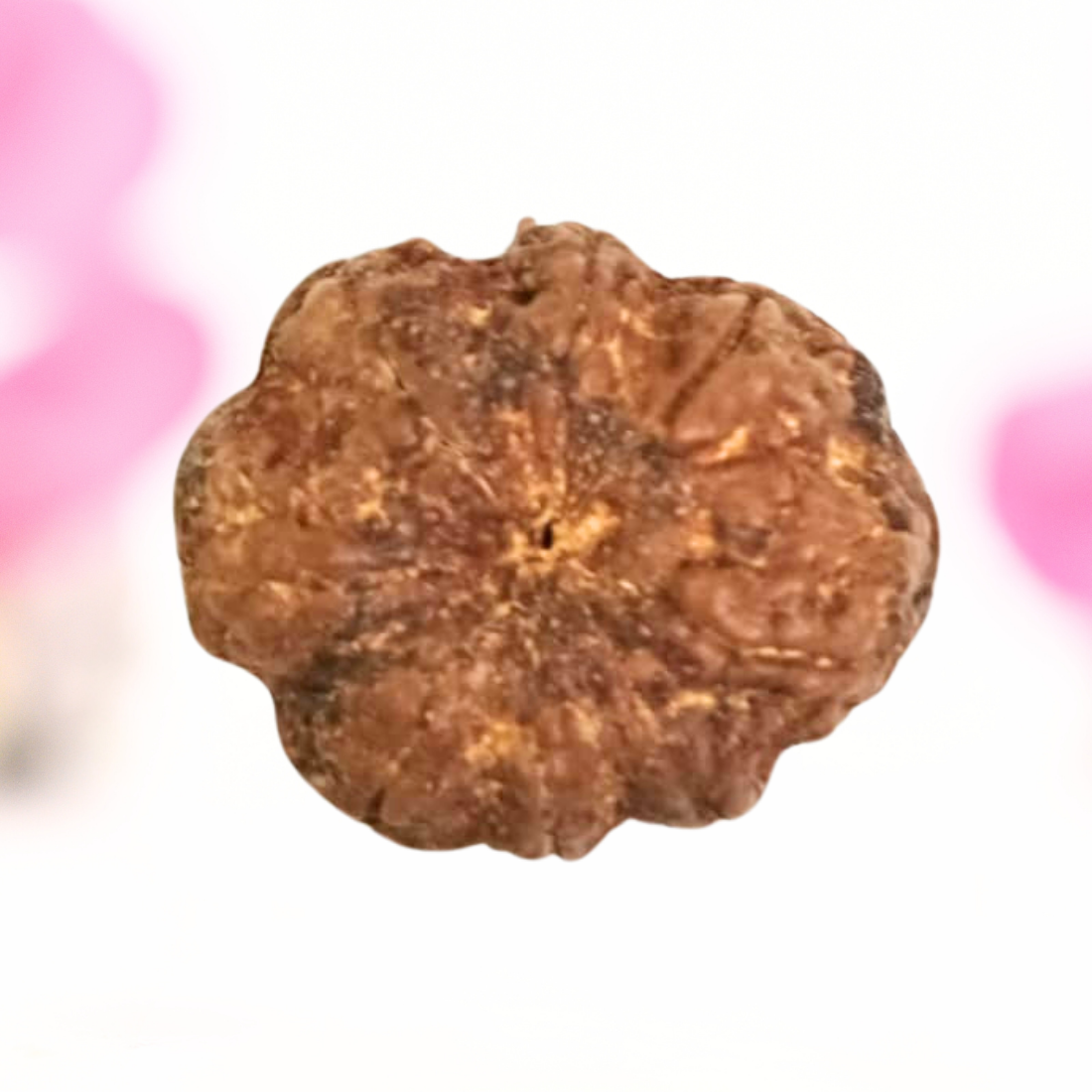 8 Mukhi Nepali Rudraksha - Large