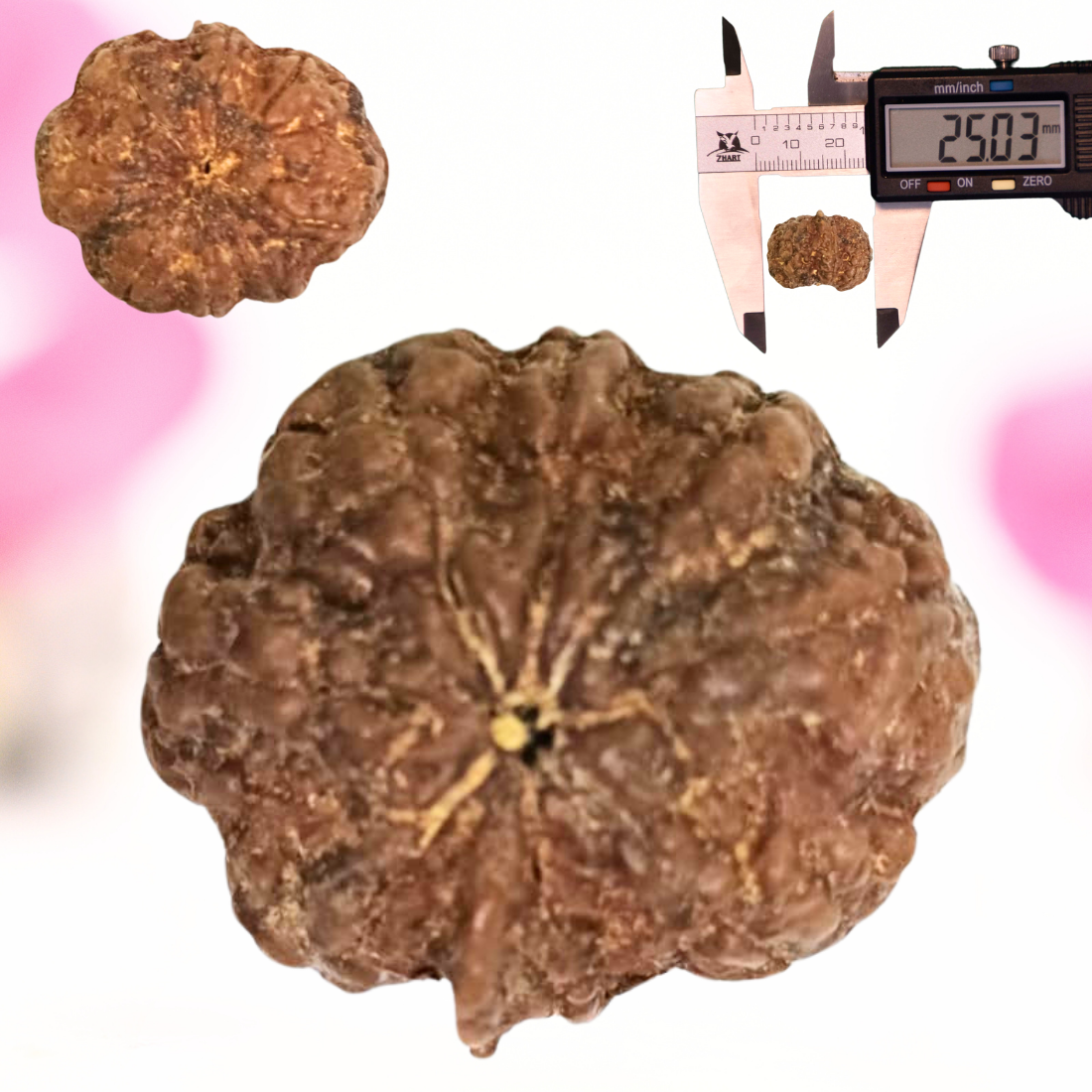 8 Mukhi Nepali Rudraksha - Large