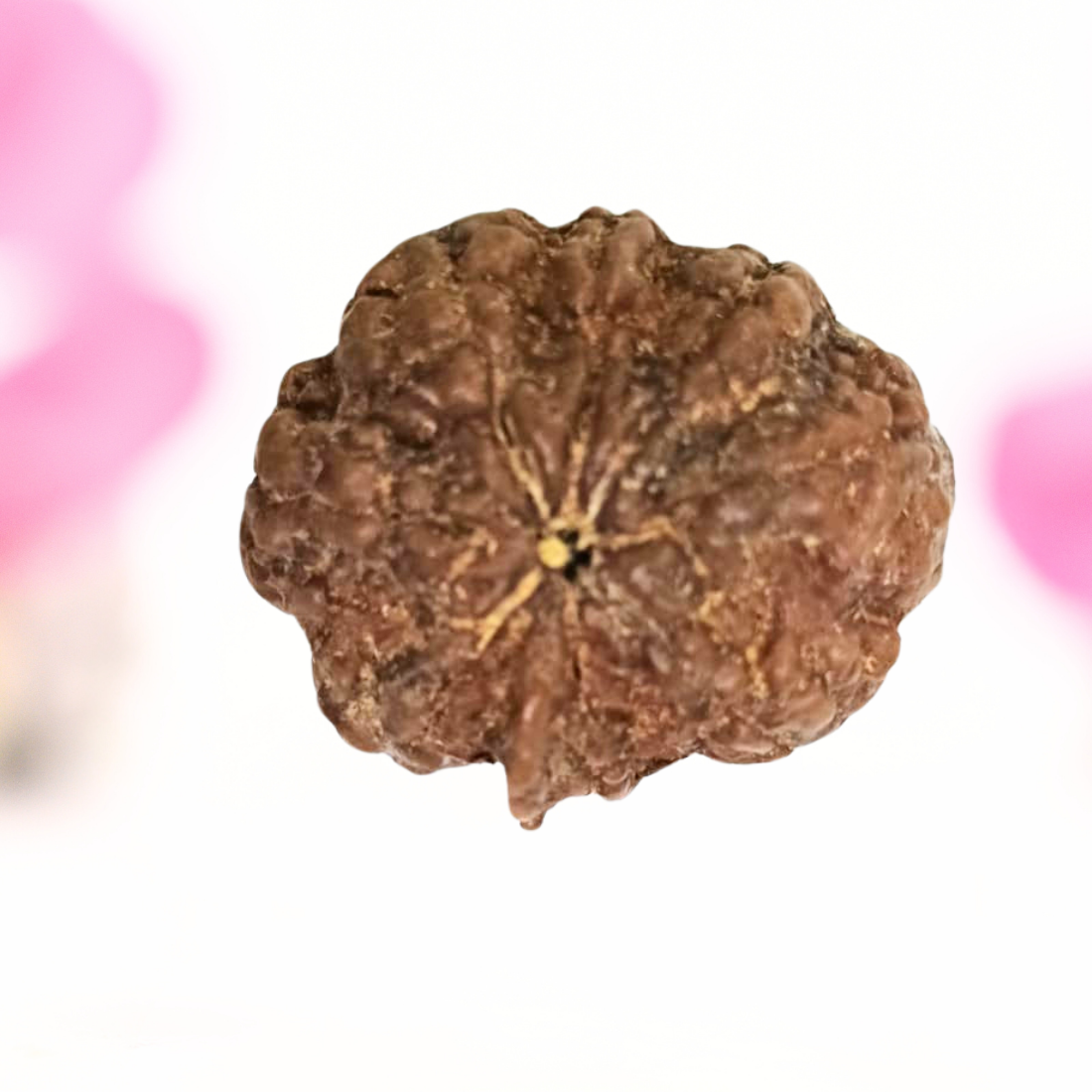 8 Mukhi Nepali Rudraksha - Large