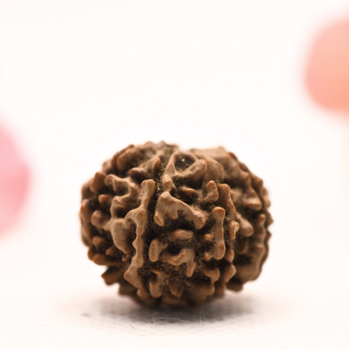 8 Mukhi Nepali Rudraksha - Regular