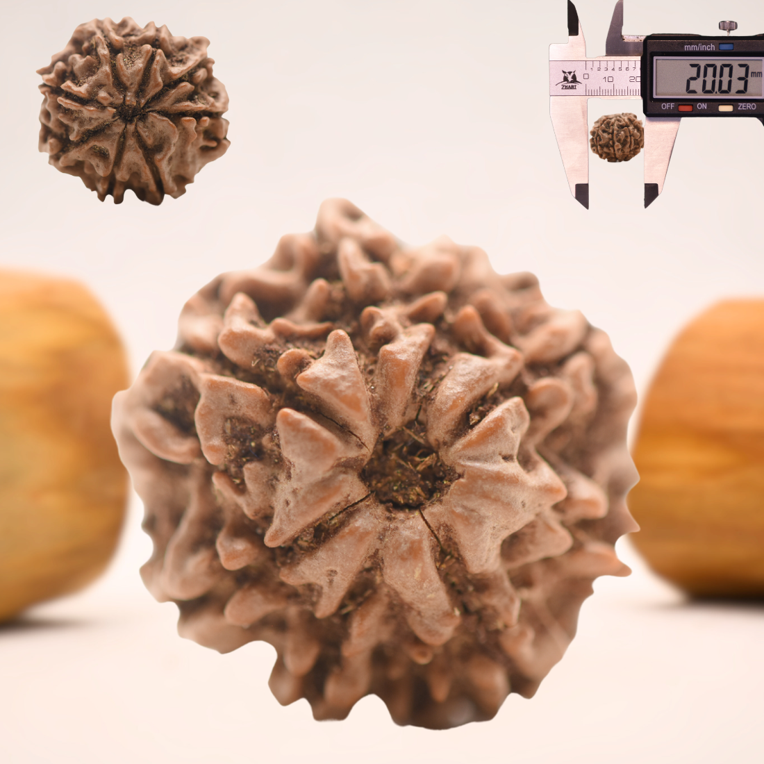 8 Mukhi Nepali Rudraksha - Regular