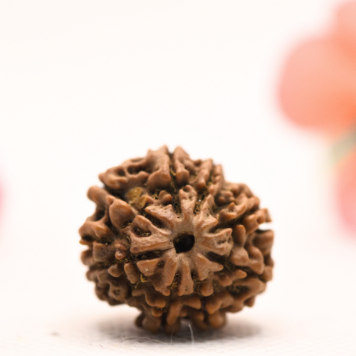 8 Mukhi Nepali Rudraksha - Regular
