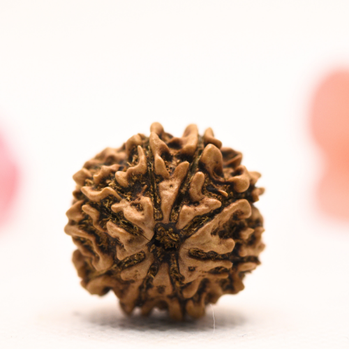 8 Mukhi Nepali Rudraksha - Regular
