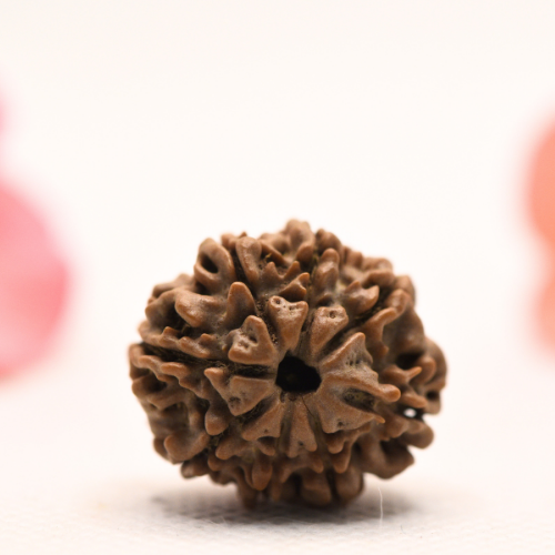 8 Mukhi Nepali Rudraksha - Regular