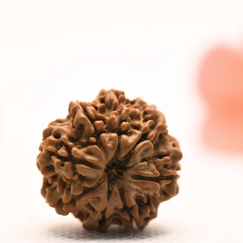 8 Mukhi Nepali Rudraksha - Regular