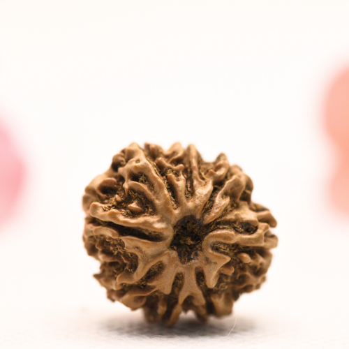 8 Mukhi Nepali Rudraksha - Regular