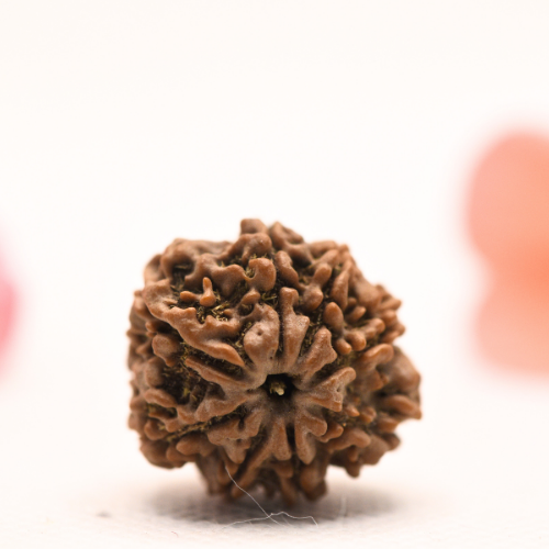 8 Mukhi Nepali Rudraksha - Regular
