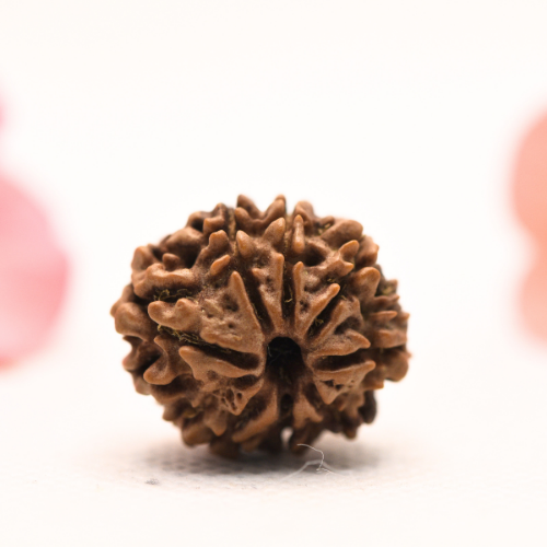 8 Mukhi Nepali Rudraksha - Regular