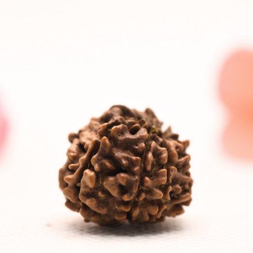 8 Mukhi Nepali Rudraksha - Regular