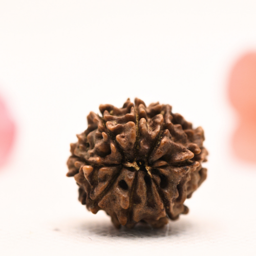 8 Mukhi Nepali Rudraksha - Regular