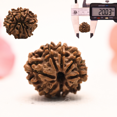 8 Mukhi Nepali Rudraksha - Regular