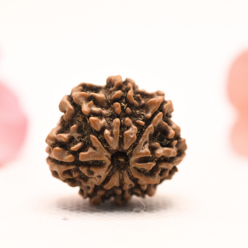 8 Mukhi Nepali Rudraksha - Regular