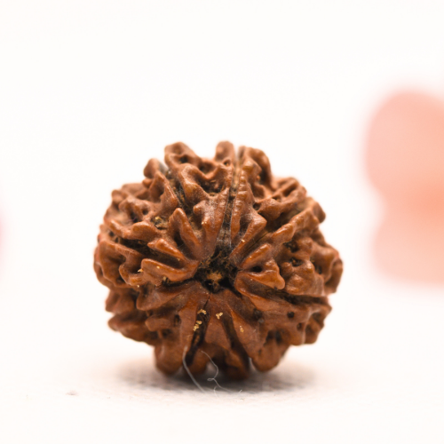 8 Mukhi Nepali Rudraksha - Regular