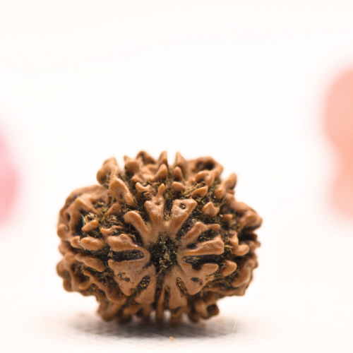8 Mukhi Nepali Rudraksha - Regular