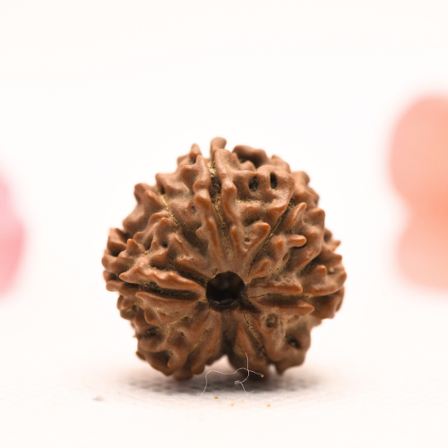 8 Mukhi Nepali Rudraksha - Regular
