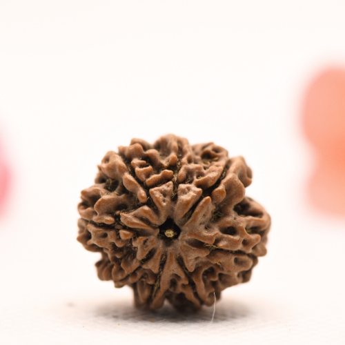 8 Mukhi Nepali Rudraksha - Regular