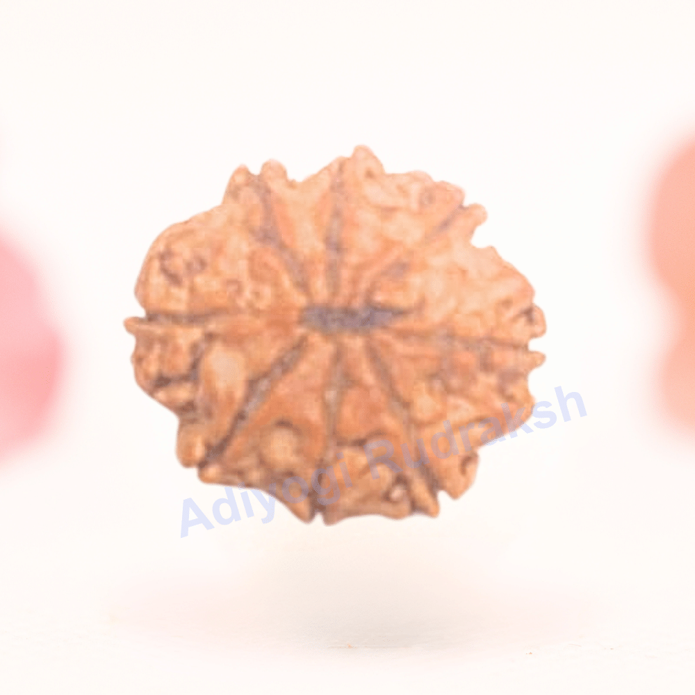 8 Mukhi Nepali Rudraksha - Regular
