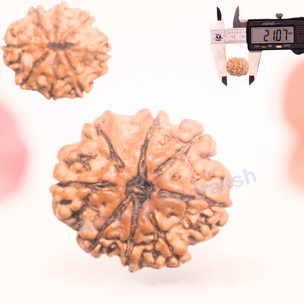 8 Mukhi Nepali Rudraksha - Regular