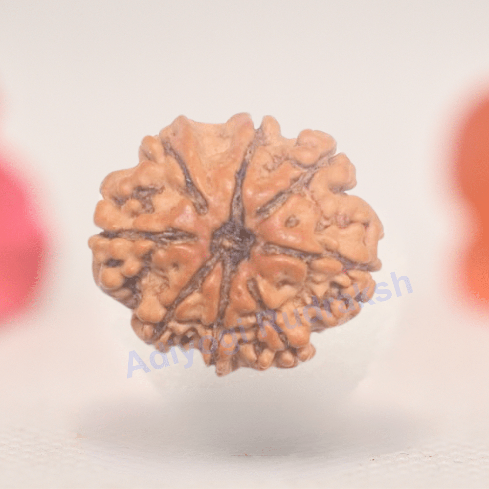 8 Mukhi Nepali Rudraksha - Regular