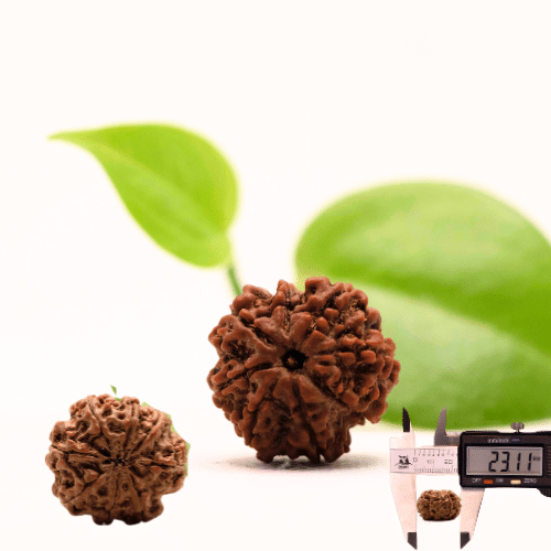8 Mukhi Nepali Rudraksha - Regular