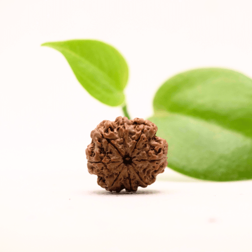 8 Mukhi Nepali Rudraksha - Regular