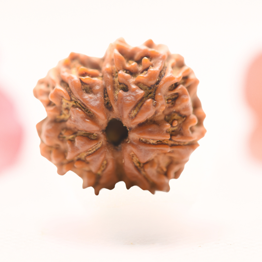 8 Mukhi Nepali Rudraksha - Regular
