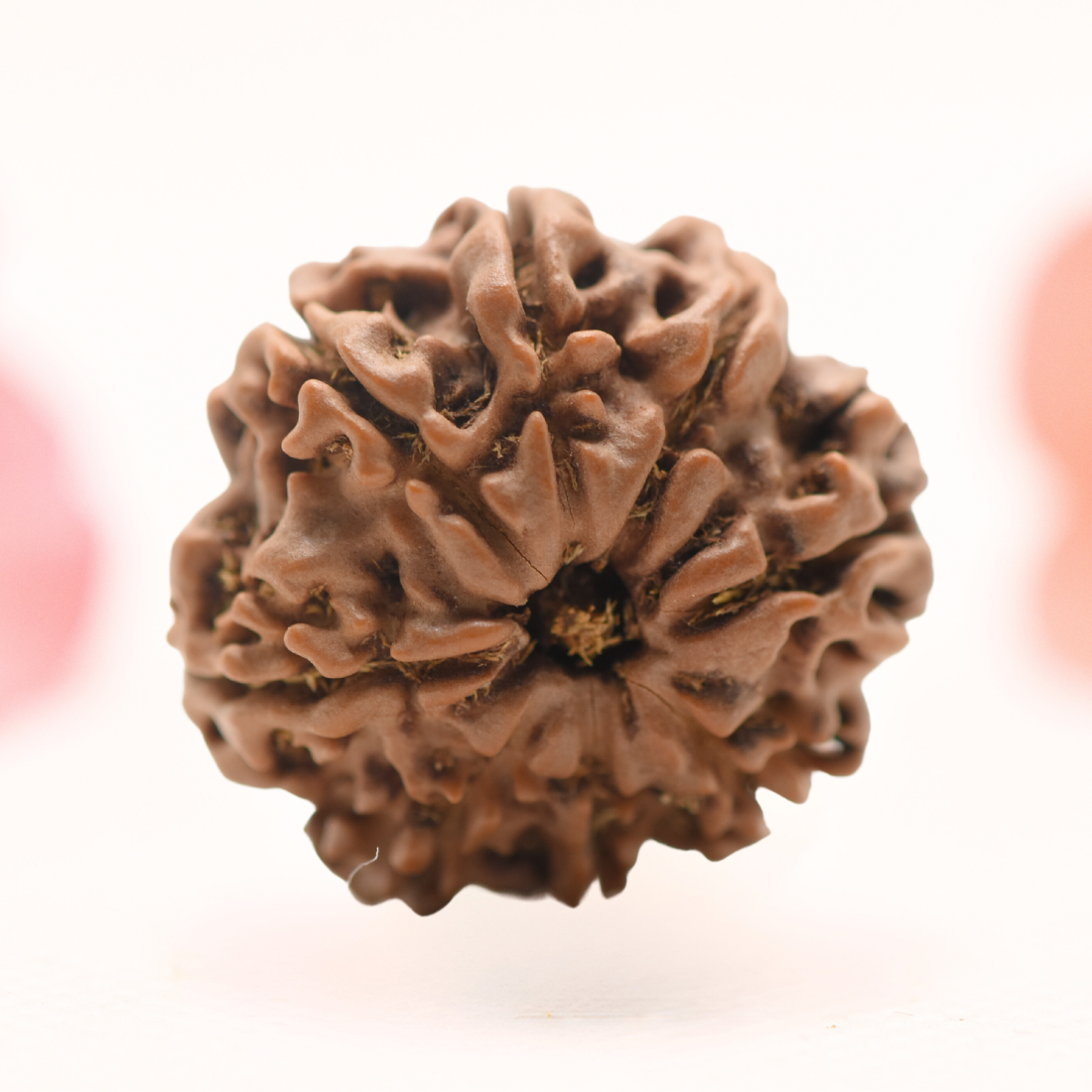 8 Mukhi Nepali Rudraksha - Regular