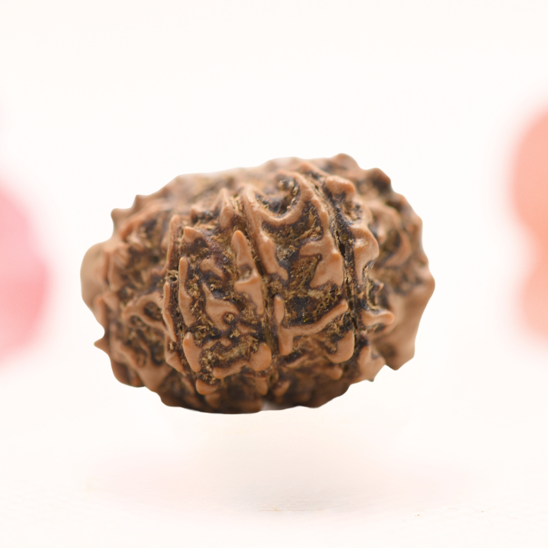 8 Mukhi Nepali Rudraksha - Regular