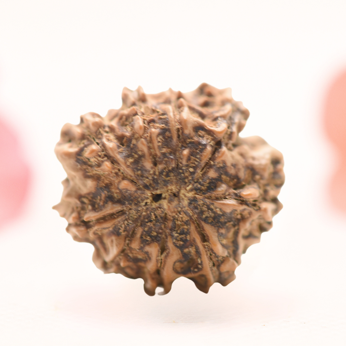 8 Mukhi Nepali Rudraksha - Regular