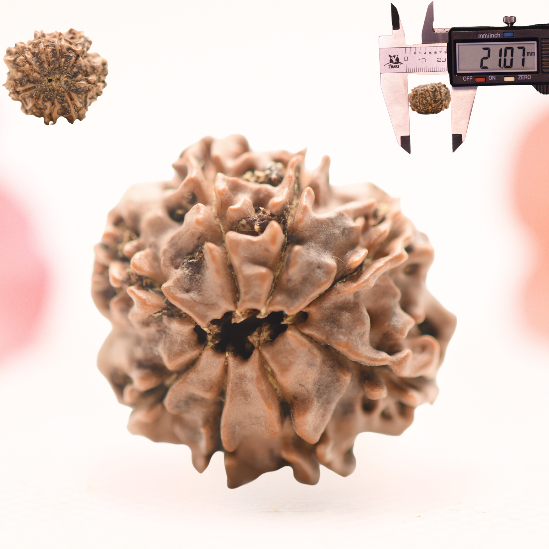 8 Mukhi Nepali Rudraksha - Regular