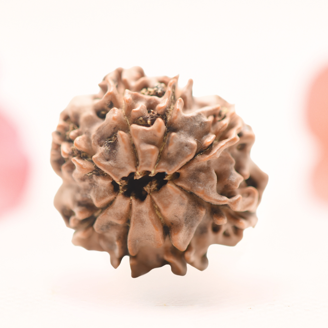 8 Mukhi Nepali Rudraksha - Regular