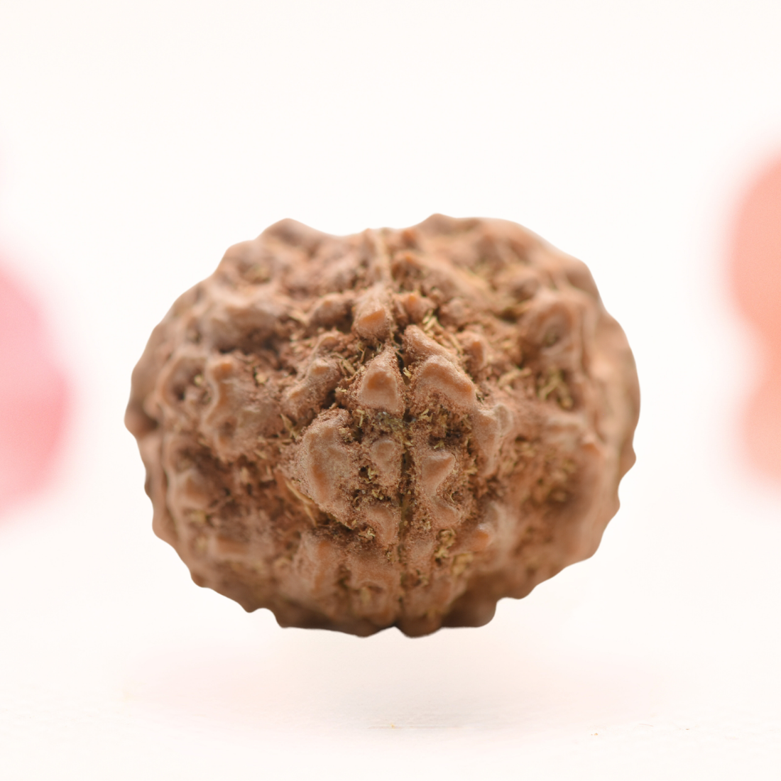 8 Mukhi Nepali Rudraksha - Regular