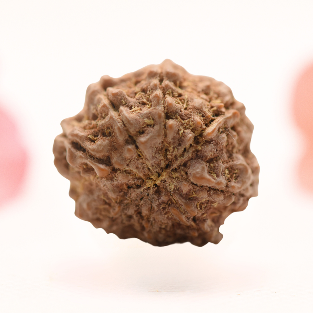 8 Mukhi Nepali Rudraksha - Regular