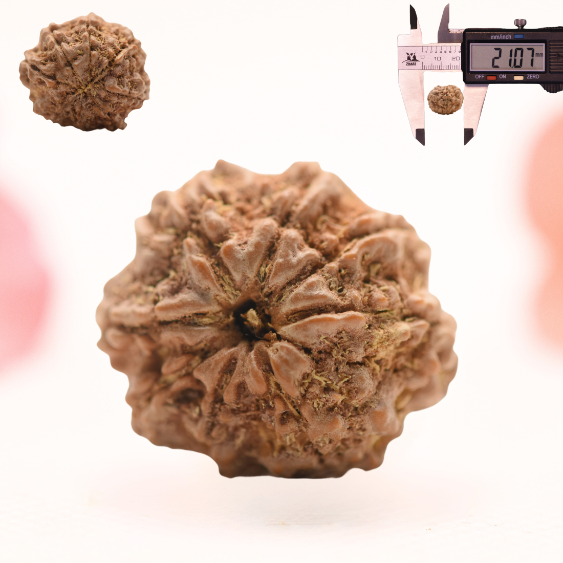 8 Mukhi Nepali Rudraksha - Regular